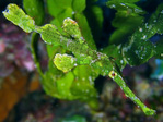 Solenostomus halimeda - Halimeda-Geisterpfeifenfisch