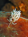 Phyllodesmium briareum