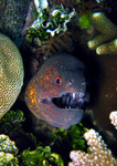 Gymnothorax flavimarginatus - Russkopf-Muräne
