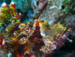 Scorpaenopsis oxycephala - Fransen Drachenkopf