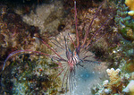 Pterois kodipungi - Kodipungi Rotfeuerfisch