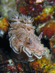 Glossodoris hikuerensis