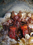 Lysiosquilla sp. - Heuschreckenkrebs (Speerer)