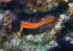 Leander plumosus - Felsengarnele (Borstengarnele)