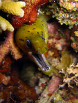 Gymnothorax fimbriatus - Gelbkopf-Muräne