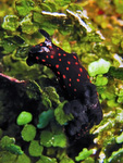 Nembrotha yonowae / Nembrotha cf. guttata