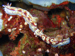 Risbecia tryoni