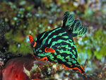 Nembrotha nigerrima / Nembrotha kubaryana