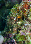 Hippocampus Pontohi - Zwerg-Seepferdchen