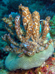 Phyllodesmium longicirrum