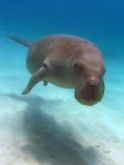 Dugong Dugon