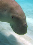 Dugong Dugon