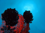 Comanthina nobilis - Edel-Haarstern