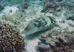 Sepia latimanus - Breitarm Sepia