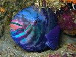 Chlorurus sordidus - Kugelkopf Papageifisch