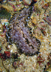 Acanthozoon sp.