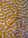 Achaeus spinosus - Spinnenkrabbe