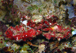 Schizophrys aspera - Dekorier-Spinnenkrabbe