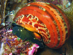 Turbo petholatus - Katzenaugeschnecke