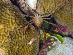 Naxioides taurus - Bullen-Spinnenkrabbe