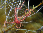 Ophiothrix sp. - Schlangenstern