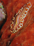 Pseudoceros sp. 1