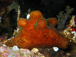 Lamellariidae - Blättchenschnecken