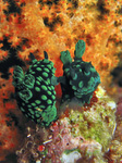 Nembrotha cristata - Grüne Samt-Neonsternschnecke