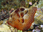 Pleurobranchus grandis