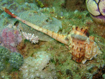 Muricidae - Stachelschnecke