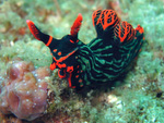 Nembrotha nigerrima / Nembrotha kubaryana