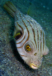 Arothron manilensis - Manila-Kugelfisch