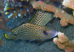 Plectorhinchus chaetodonoides - Harlequin Sweetlips