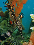 Solenostomus paradoxus - Schmuck-Geisterpfeifenfisch