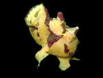 Antennarius maculatus - Warzen Anglerfisch