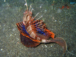 Parapterois heterura - Blauflossen-Feuerfisch