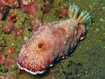 Chromodoris reticulata