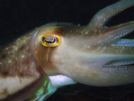 Sepia latimanus - Breitarm Sepia