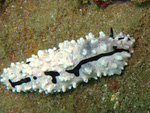 Phyllidiella granulata 