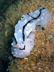 Phyllidia elegans