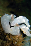 Phyllidiopsis shireenae