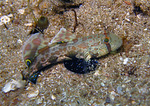 Signigobius biocellatus - Krabbenaugengrundel