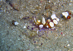 Periclimenes brevicarpalis - Kurzarm-Partnergarnele