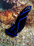 Chelidonura varians
