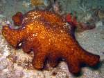 Phlyctenactis sp.