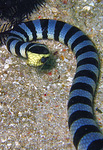 Laticauda colubrina - Gelblippen Seeschlange