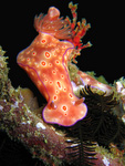 Ceratosoma trilobatum