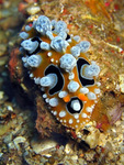 Phyllidia ocellata