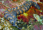 Pteraeolidia ianthina