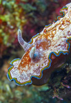 Glossodoris cincta